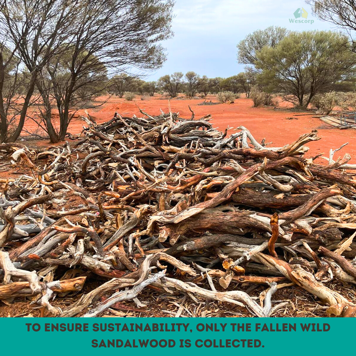 Australian Sandalwood Organic Incense Cones