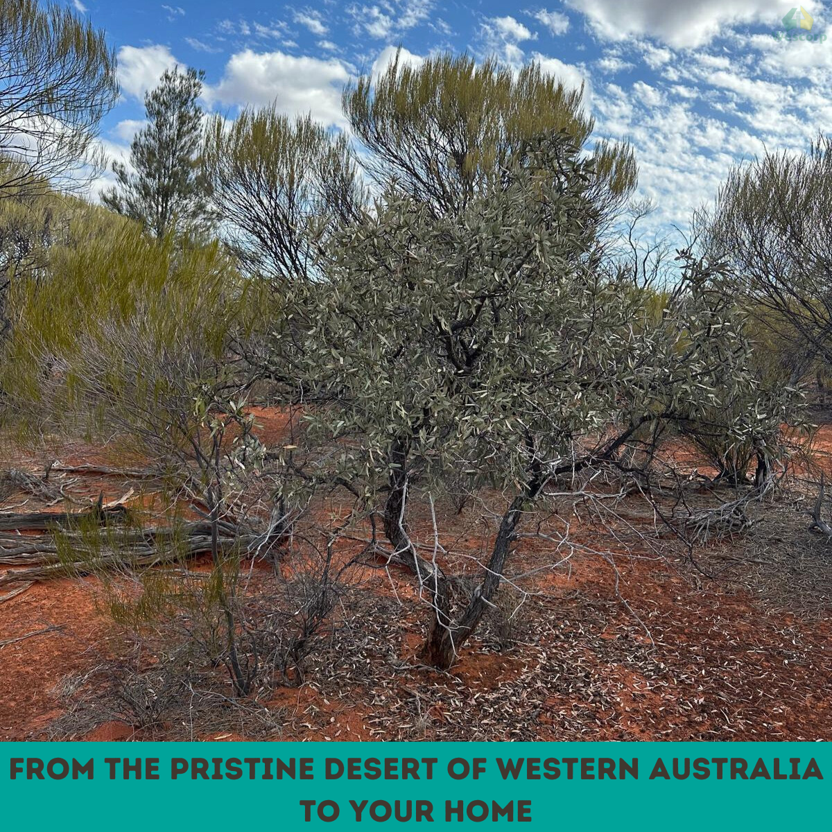 Australian Sandalwood Organic Incense Cones